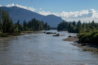 Trees in the now straight Mendenhall River between Dimond Park and the Botherhood Bridge after record high water following a glacial outburst flood on Saturday August 5th, 2023. Recent year's flooding has straightened the river from it's prior meandering path. (Mikko Wilson/KTOO)