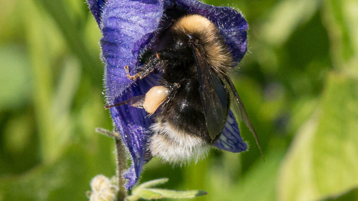 A potentially endangered bee species may be hiding in plain sight in