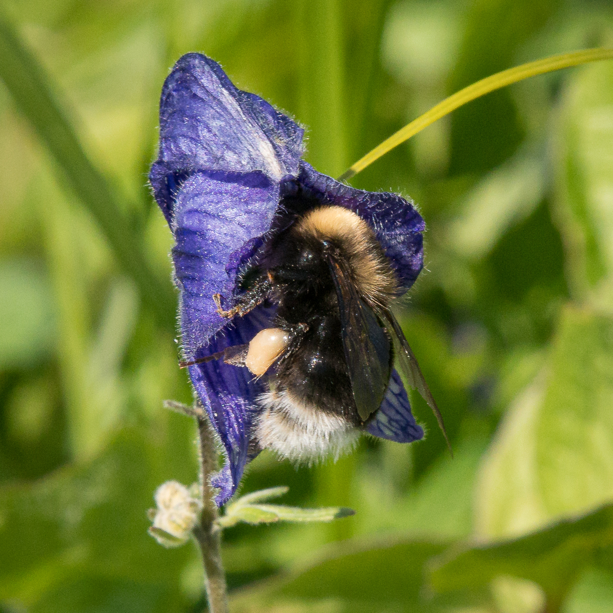 One of the most common North American bumble bee species is actually two  species — News — Department of Entomology