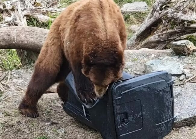 Hoonah gives residents bear-resistant trash cans, but most of Southeast ...