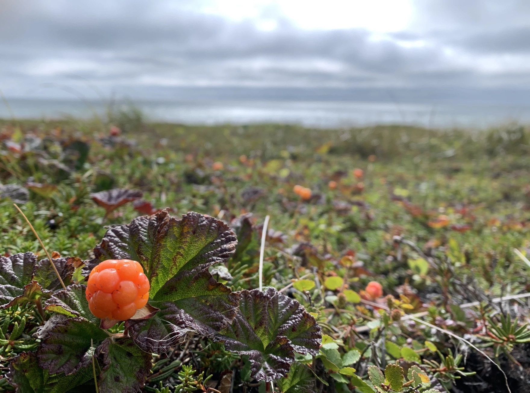 New 'berry booklets' for Alaska pickers combine traditional