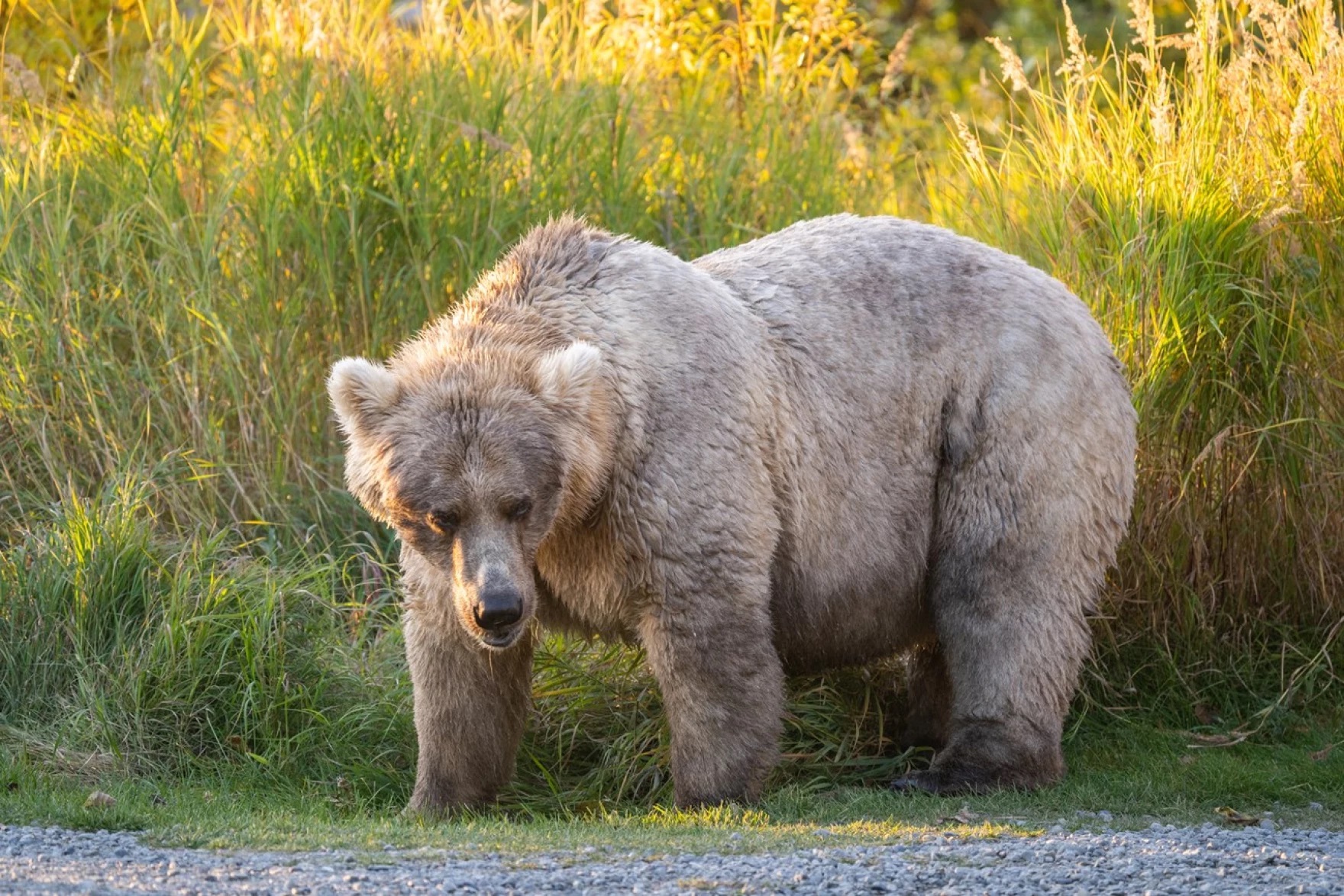 Fat Bear Week 2023 - Katmai National Park & Preserve (U.S. National Park  Service)