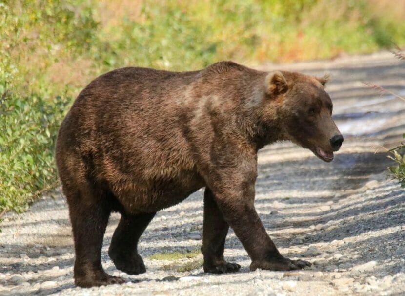 Bear Grazer and her cubs Essential T-Shirt for Sale by