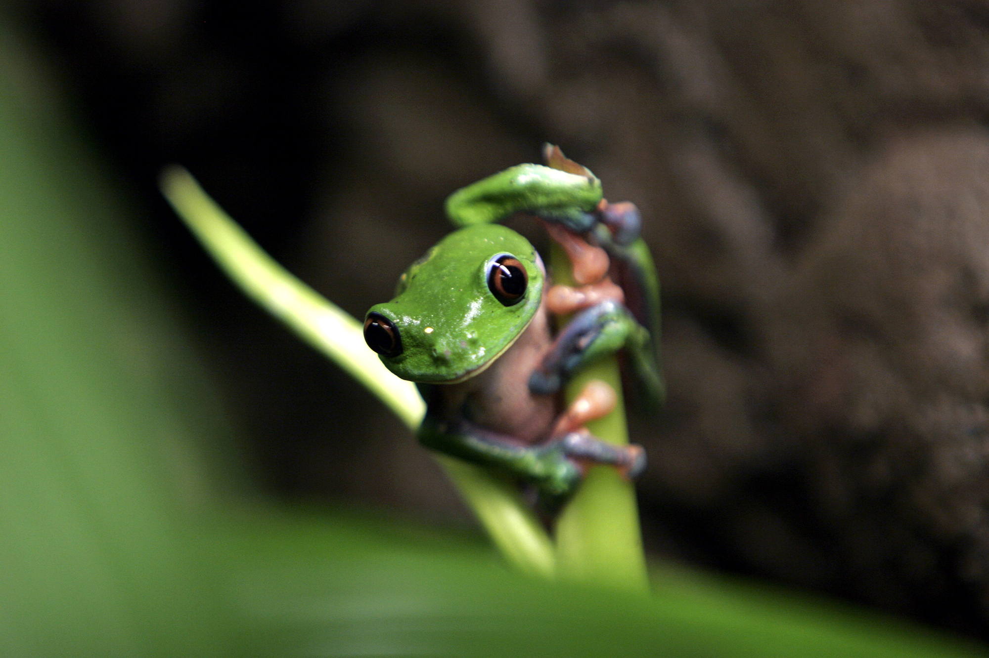 Scientists looked at nearly every known amphibian type. They're not