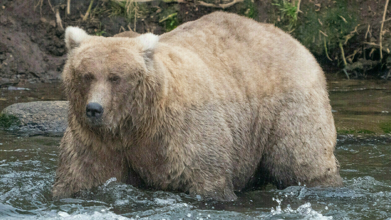 The Fat Bear Week finals are here. Who is the fattest fat bear of all?