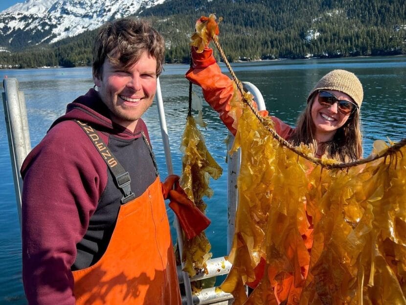 Cordova kelp farmers need to process their harvest. A scientist is piloting  a solution