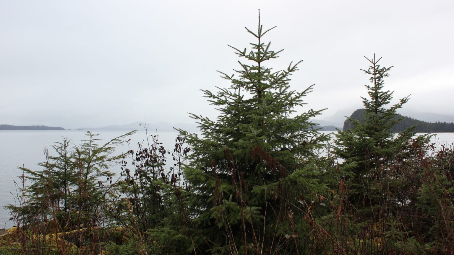 Juneau residents can start harvesting Christmas trees on Thanksgiving