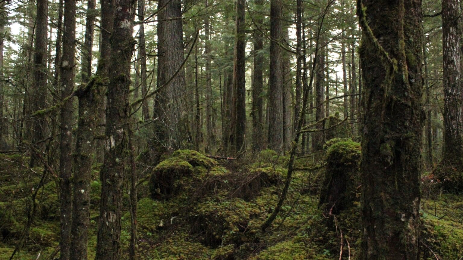 Feds ask court to dismiss timber industry lawsuit that aims to increase Tongass old-growth logging