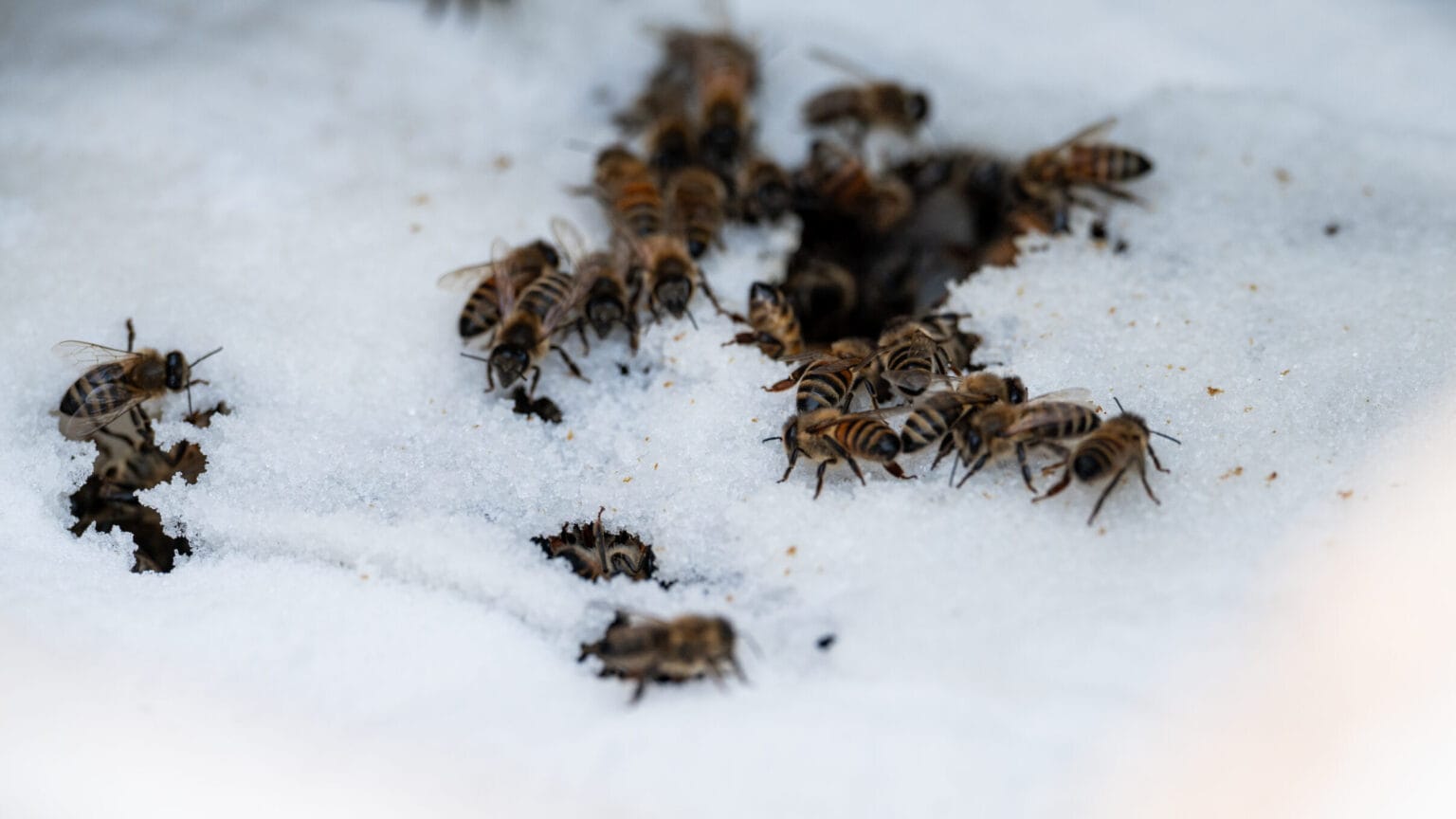 Winter bees: How honeybees survive the winter