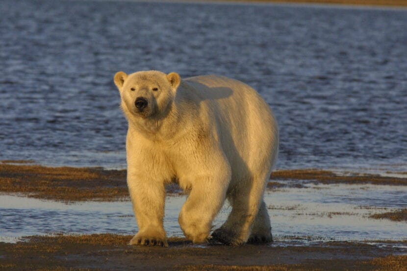 Avian influenza death of Alaska polar bear is a global first and a