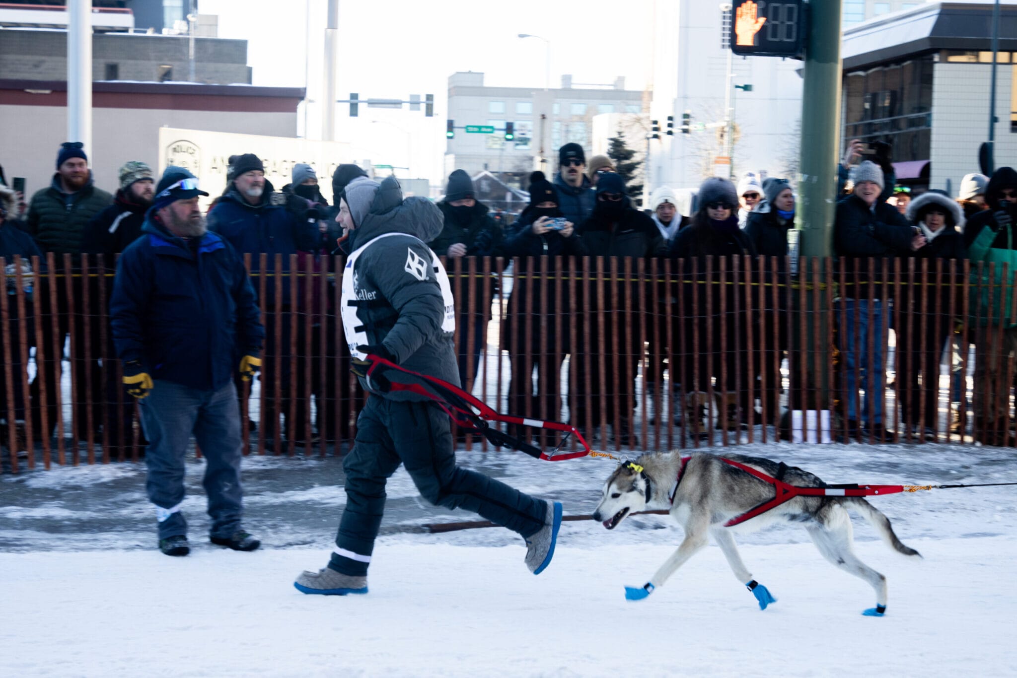'It was ugly' Iditarod musher kills and guts moose after