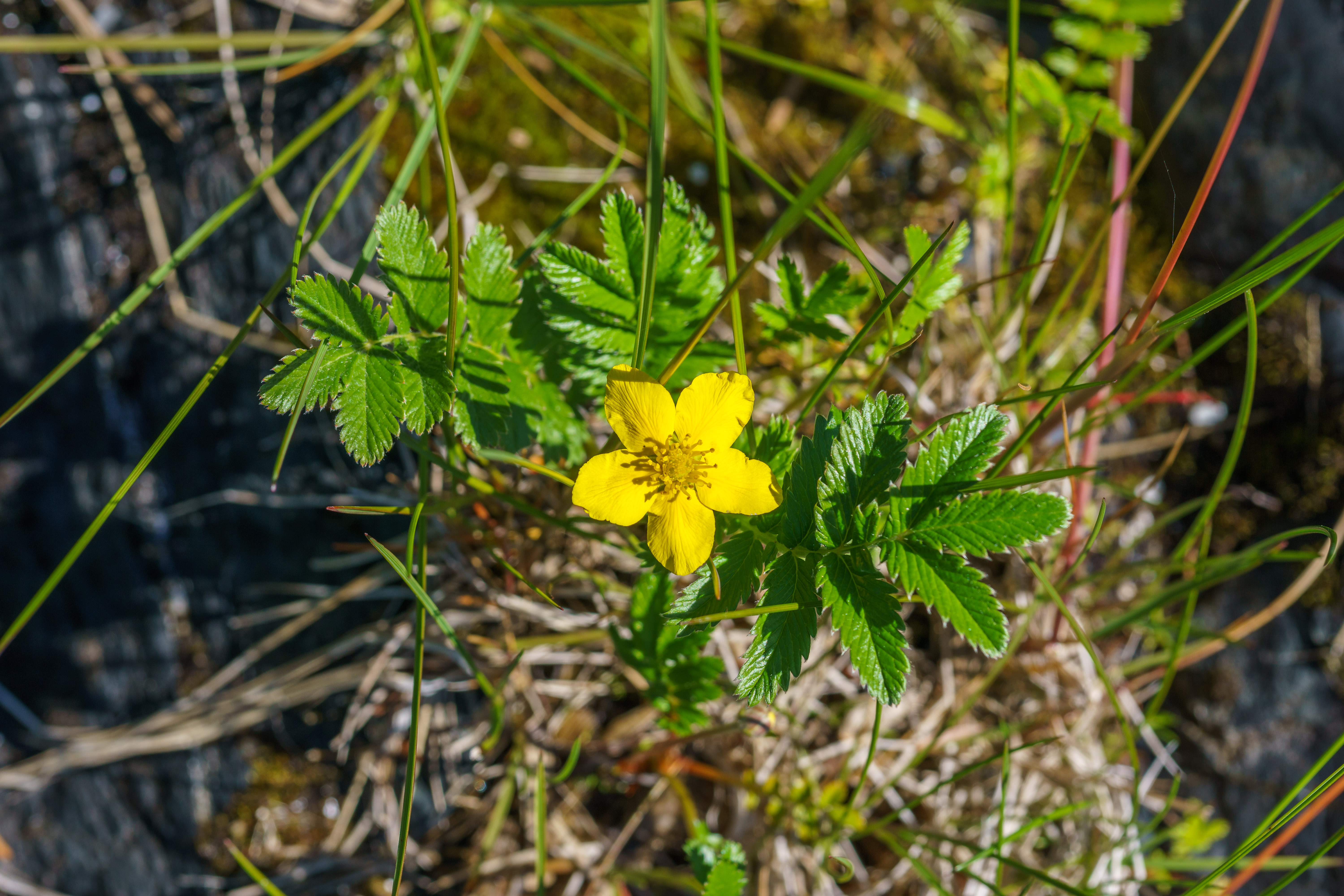 Garden Talk: Why silverweed is 'a beloved plant all throughout the