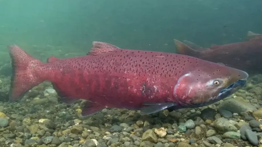 Many Alaska king salmon stocks up for Endangered Species Act review ...