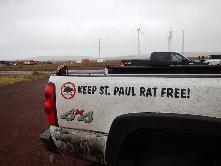 Possible rat sighting on remote St. Paul Island raises alarm