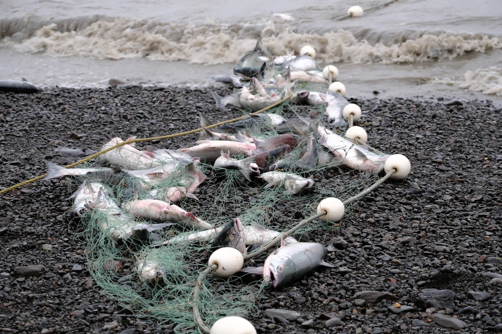 How much fish do Alaskans eat? Enough to require new water pollution
