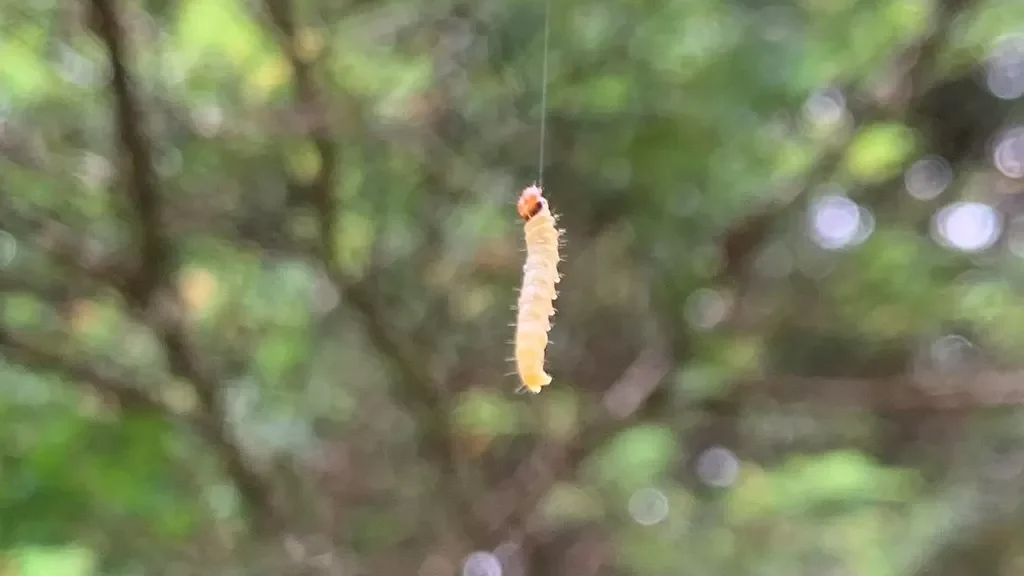 Forest Insect Outbreak Tongass National Forest exits years-long insect outbreak with a 'bad ...