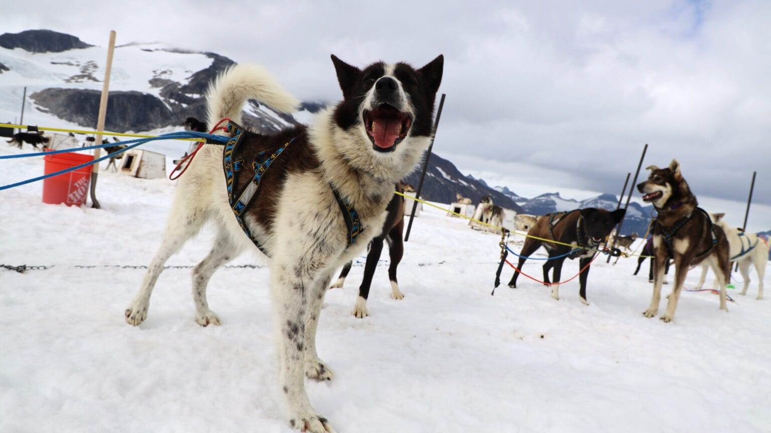 A dog camp atop a Juneau glacier keeps mushing afloat during Alaska’s summer tourism season