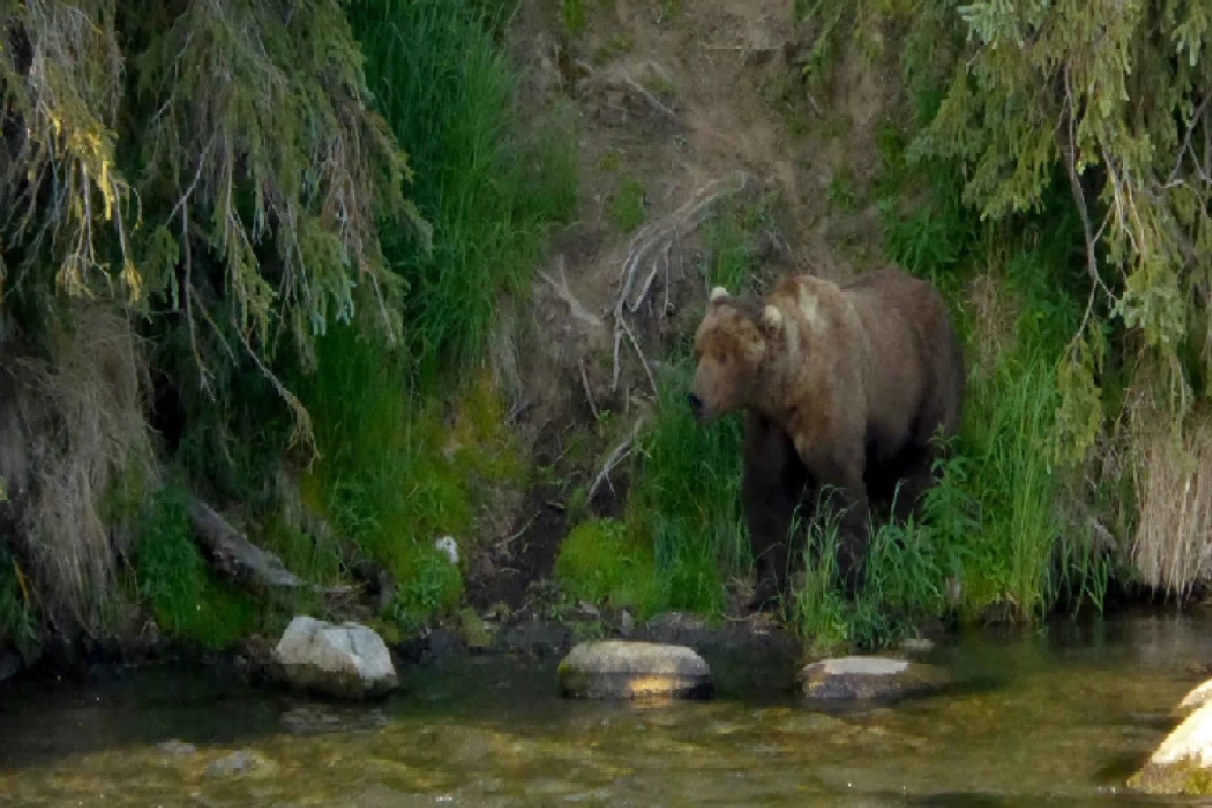 Katmai Fat Bear Week 2024 Karee Maighdiln