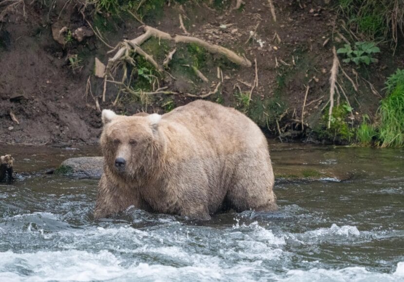 In Fat Bear Week rematch, mama bear Grazer defeats rival that killed