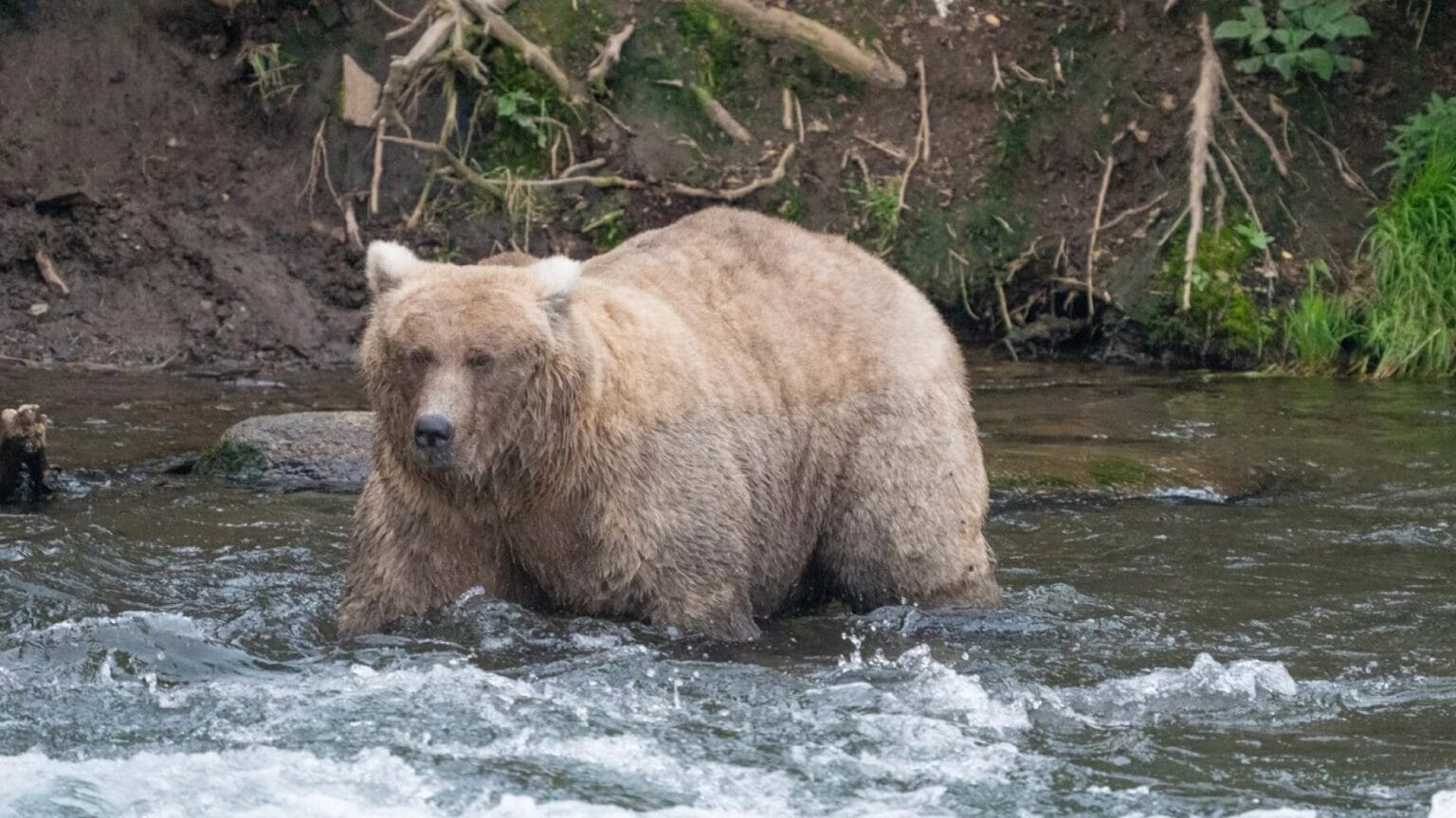 In Fat Bear Week rematch, mama bear Grazer defeats rival that killed