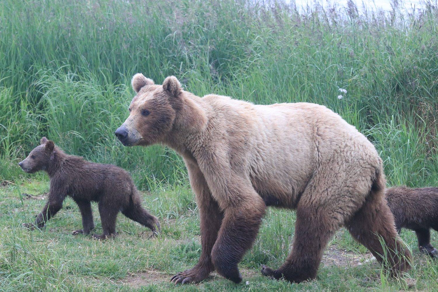 Fat Bear Week delayed after a ‘beloved bear’ dies on camera