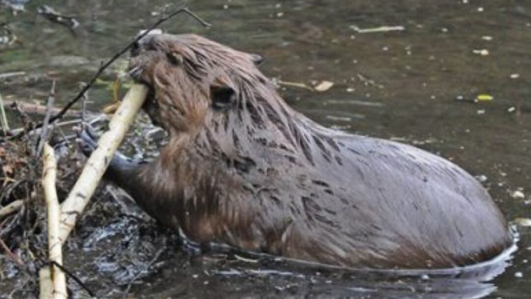 Lingít Word of the Week: Sʼigeidí — Beaver