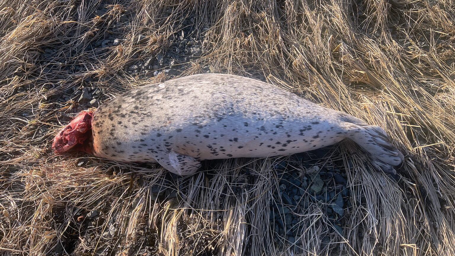 What killed a harbor seal found headless at Letnikof Cove? It's a