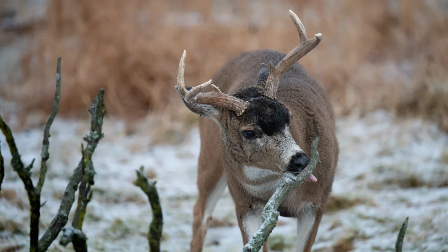 Wildlife Conservation Center raises 30,000 bucks to rebuild deer she...