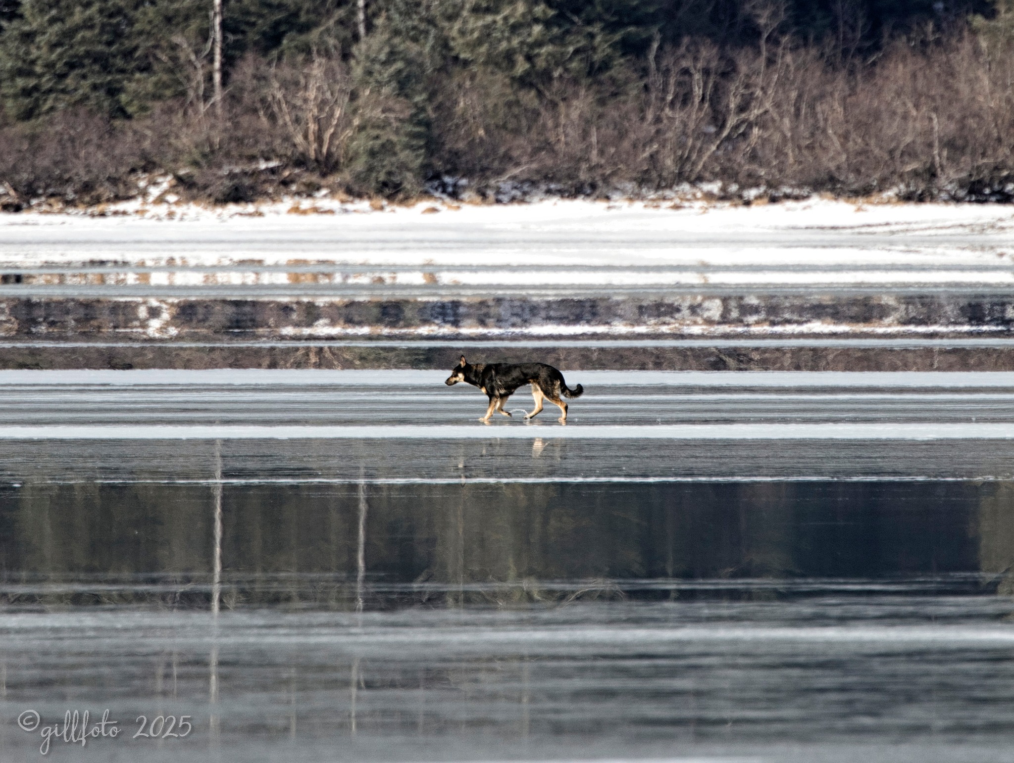 Juneau Animal Control is searching for an elusive German Shepherd