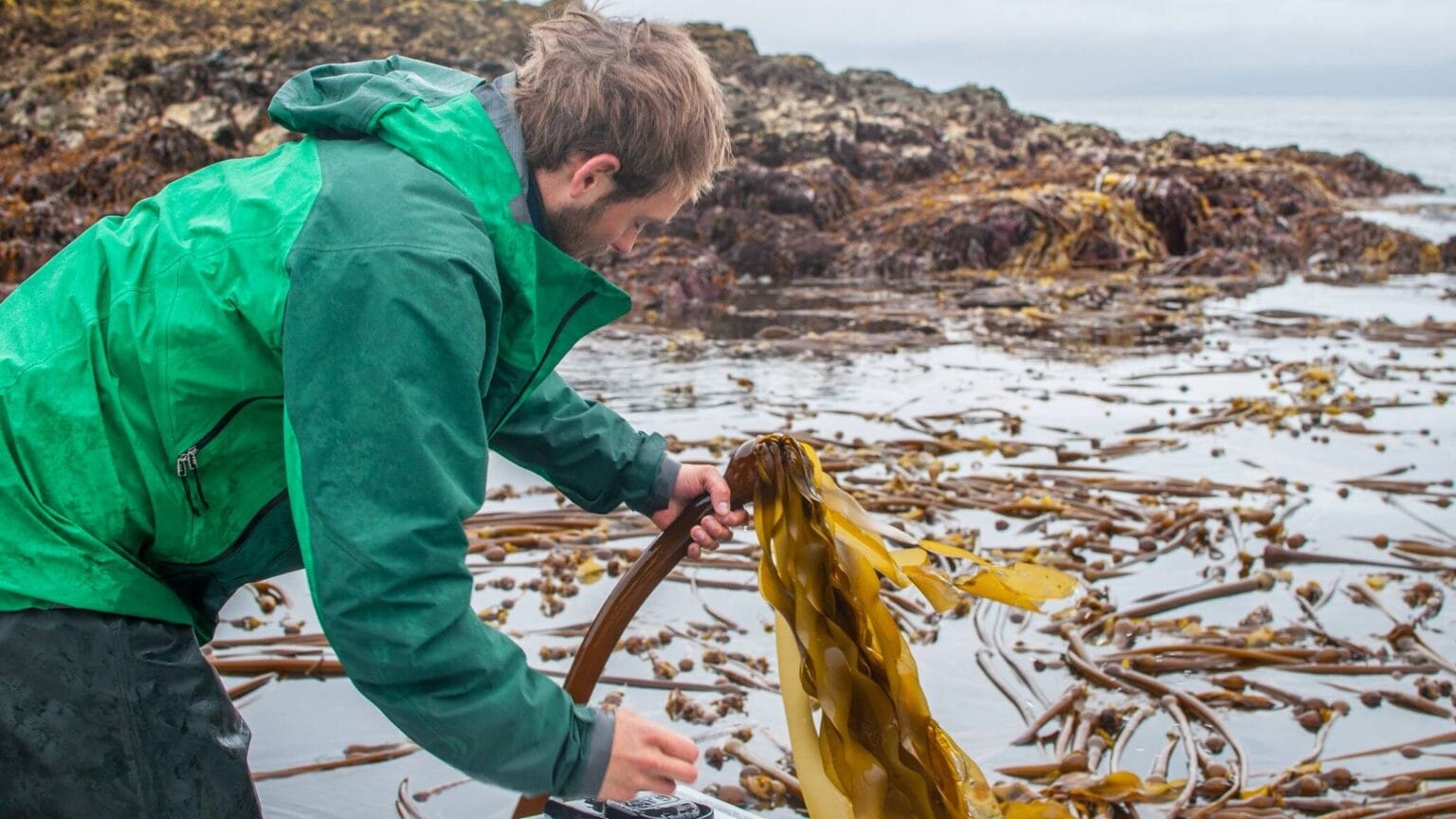 Lingít Word of the Week: Geesh — Bull Kelp