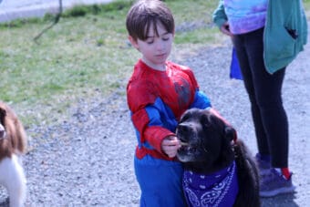 A boy in a superman costume feeds a black dog a treat