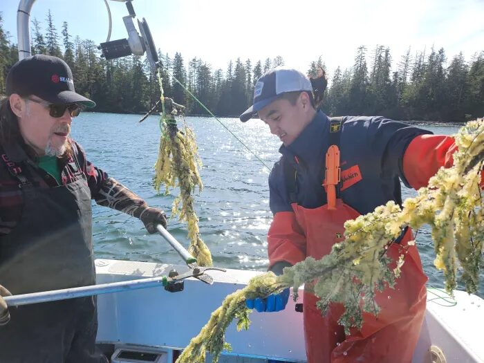 men on a fishing boat examine branches covered in herring eggs