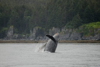 A humpback whale calf breaches in Juneau's North Pass. Photo courtesy of Heidi Pearson, taken under NMFS ESA/MMPA Permit No. 27342)