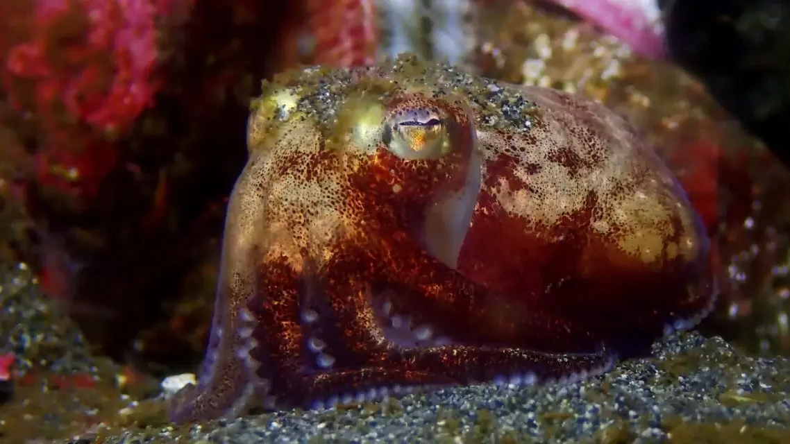 ‘Stubby squid’ saved by savvy science center aquarist