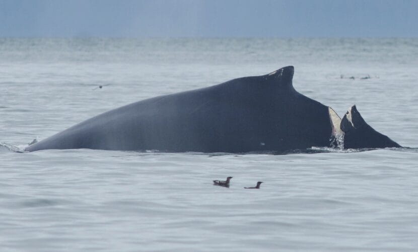 Humpback whale #2583 with a deep gash behind its dorsal fin on June 27, 2025. (Photo courtesy of Janet Neilson/National Park Service, taken under the authority of Scientific Research Permit #27027 issued by NOAA Fisheries)