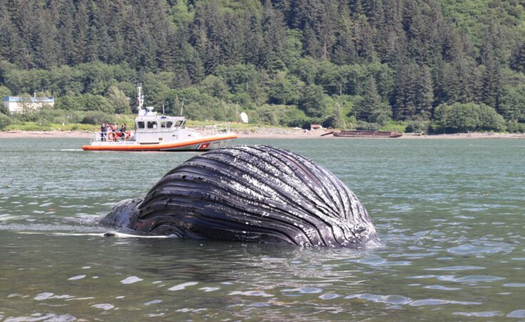 A U.S. Coast Guard boat approaches the humpback whale carcass on Saturday, July 26. (Photo by Jamie Diep/KTOO)