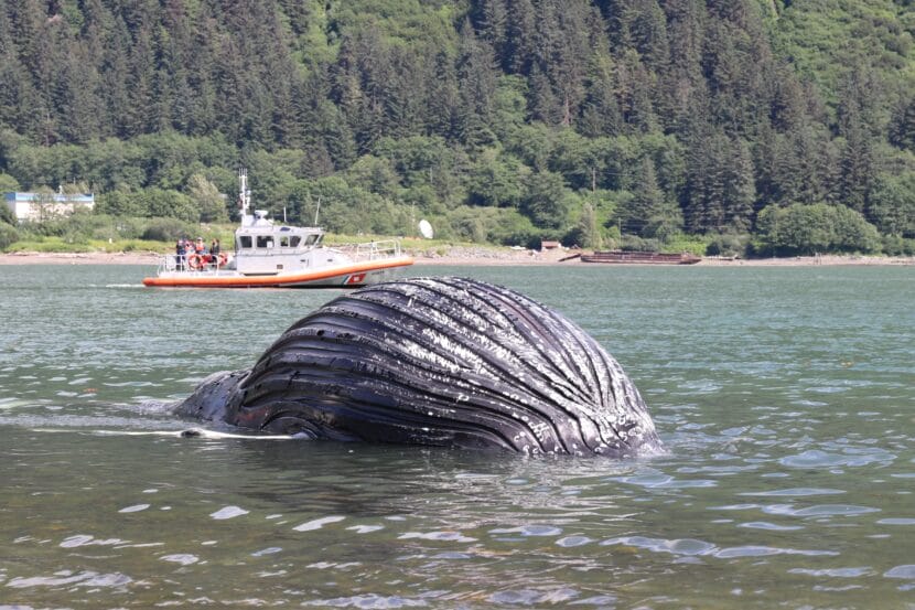 A U.S. Coast Guard boat approaches the humpback whale carcass on Saturday, July 26. (Photo by Jamie Diep/KTOO)