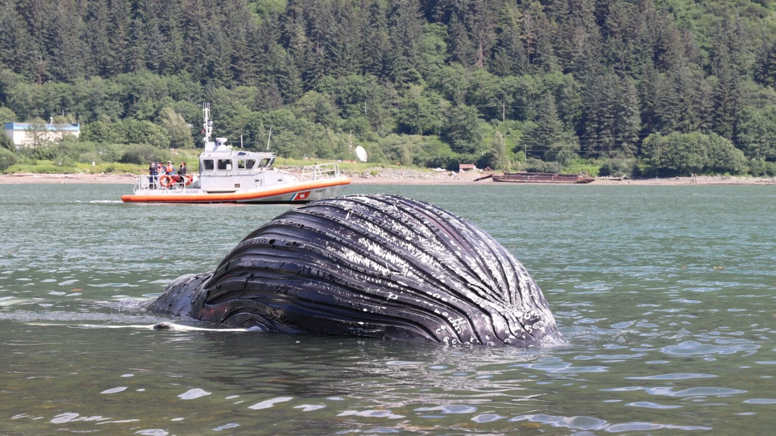 Dead humpback whale calf washes ashore in Juneau