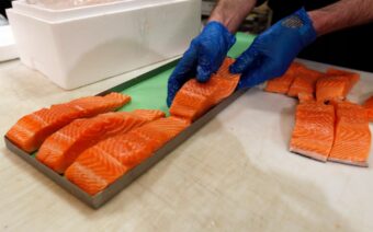 salmon filets are arranged by gloved hands
