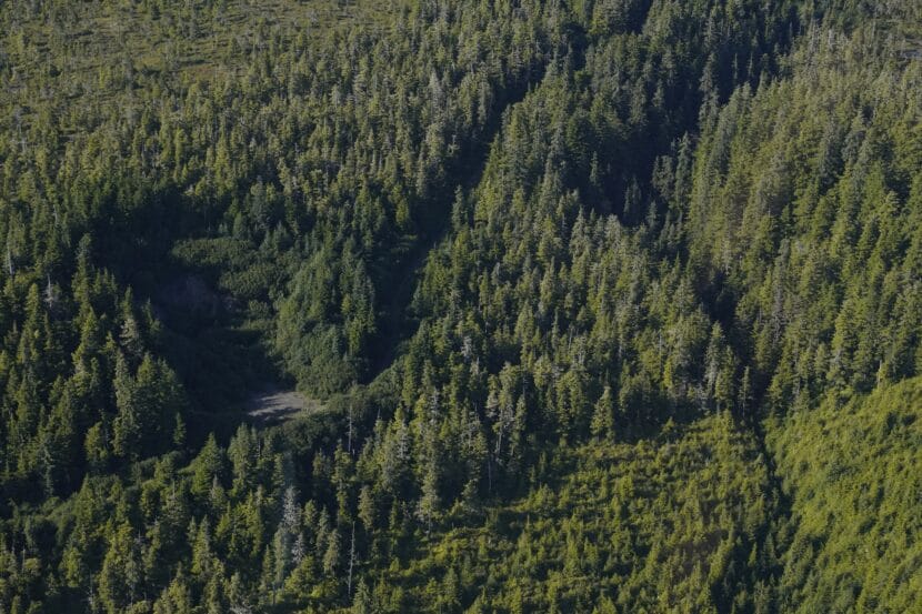 Logging roads crisscross the Tongass National Forest near Excursion Inlet. (Photo by Alix Soliman/KTOO)