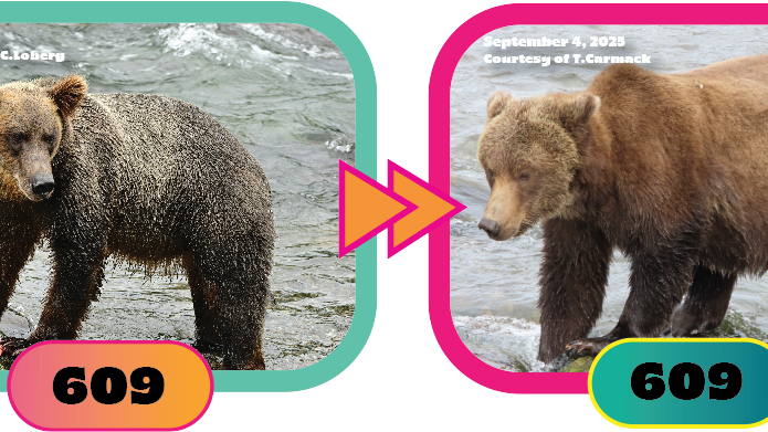Fat Bear Week kicks off with buxom babes and up-and-coming chonkers