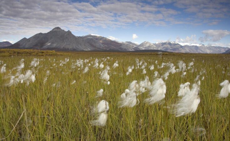 A field of tall grass with cottony seedheads in front of a stark, treeless mountain range