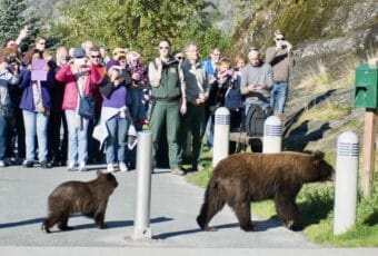 A ranger stands in front of a crowd as a black bear and cub cross a paved trail in front of them.