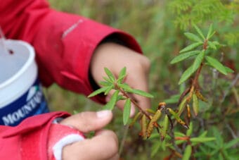 A closeup image of a child's hands picking tea leaves.
