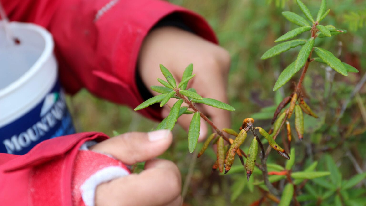Annual TCLL field trip connects students to Lingít culture through f...