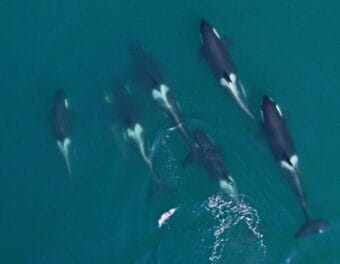 An aerial photo of seven killer whales, including young ones, swimming through greenish water.