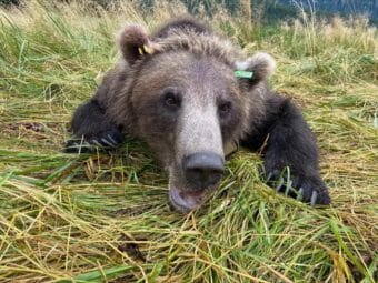 Bear 309 was captured, tagged and released on Aug. 22, 2025.