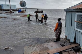 people and dogs in flood waters
