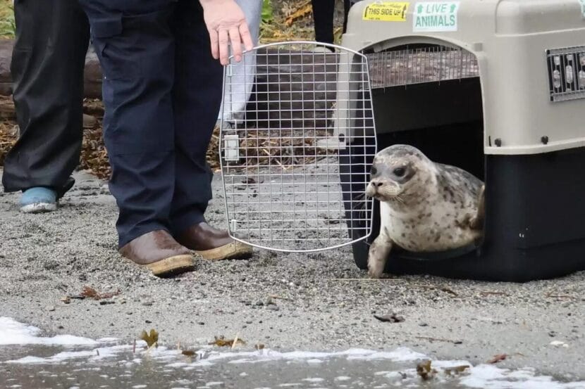Jerod Cook opens the door of Bravo’s kennel on Petersburg’s Sandy Beach, releasing the seal back into familiar waters on Oct. 23, 2025.