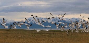 Snow geese take off at the Beach Meadows in Gustavus on May 13, 2022. (Photo Courtesy of James Mackovjak)